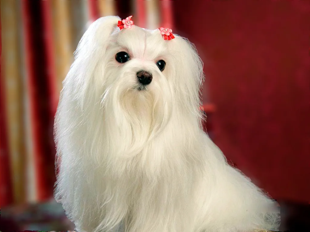 retrato de un bichon maltes