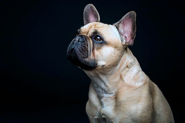 retrato de un bulldog francés