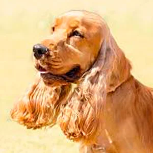 retrato de un cocker spaniel ingles