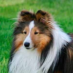 retrato de un pastor de shetland