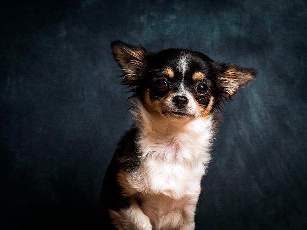 retrato sobre fondo oscuro de un perro chihuahua