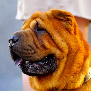 shar pei contemplando la inmensidad