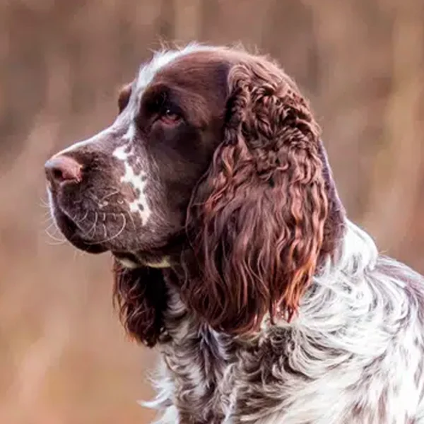 springer spaniel inglés raza perro