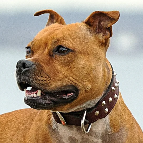 staffordshire bull terrier raza perro