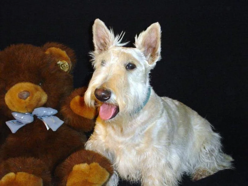 temperamento del scottish terrier