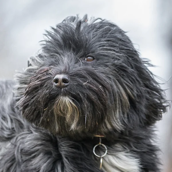 terrier tibetano raza perro