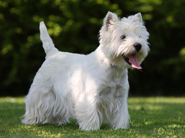tipos de west highland white terrier