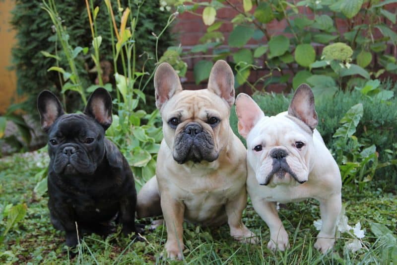 tres Bulldog Frances