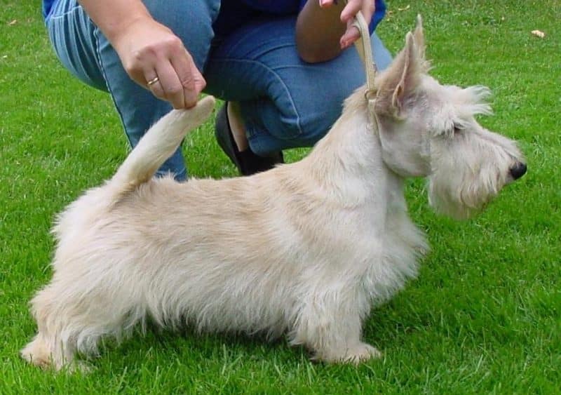 vista lateral de un terrier escoces blanco
