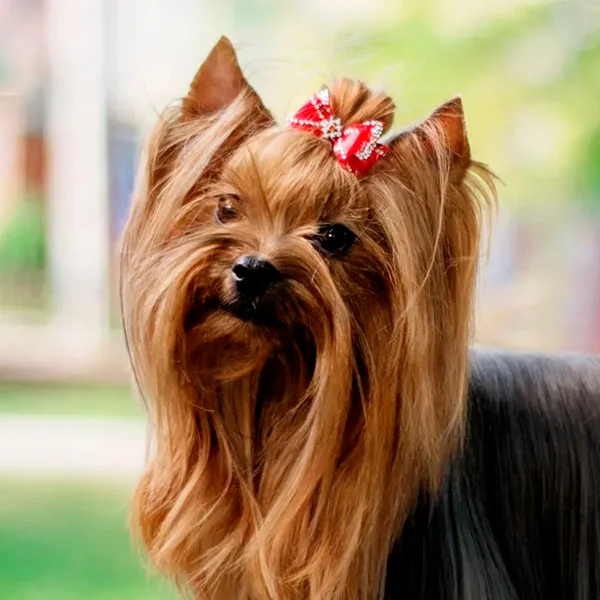 yorkshire terrier raza perro