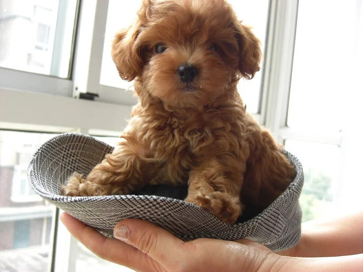 adorable Caniche Toy en un sombrero