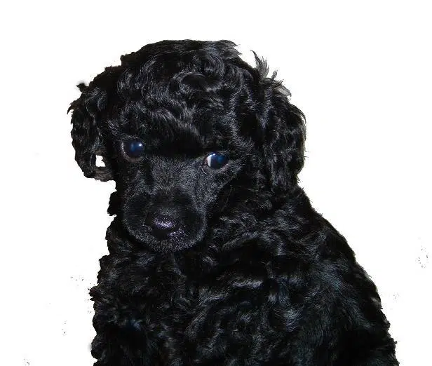 Caniche Toy negro sobre fondo blanco