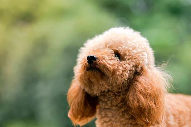 caniche toy observando la inmensidad