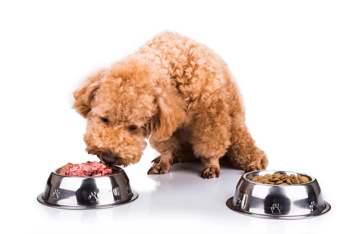 como alimentar a un Caniche Toy