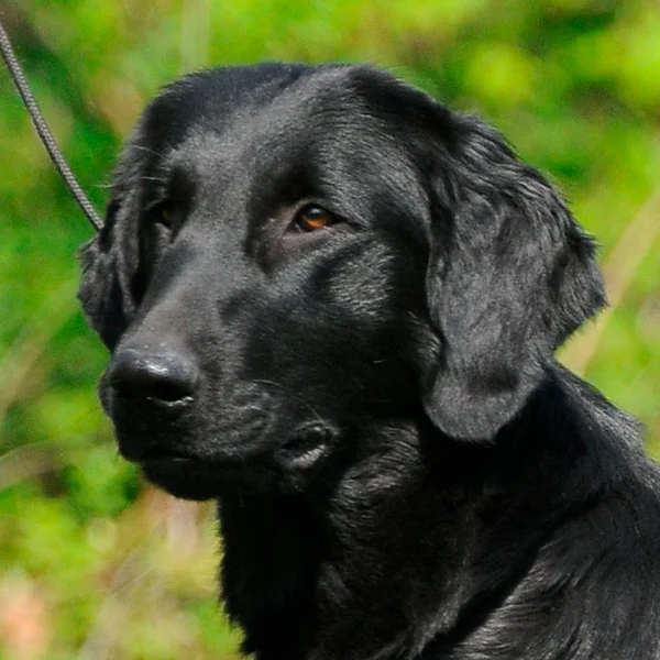 float coated retriever raza perro