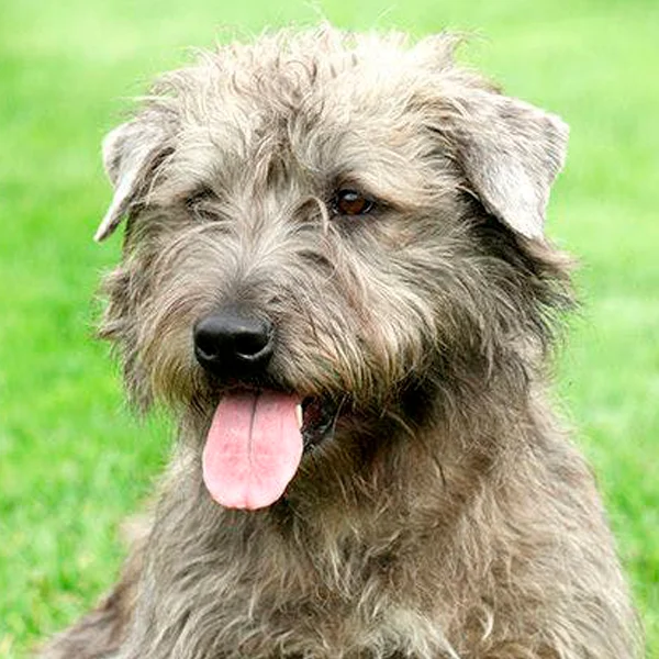 glen of imaal terrier raza perro
