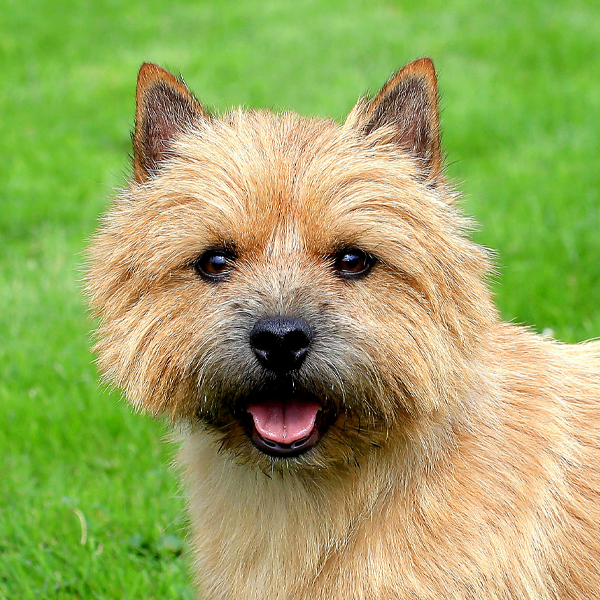 norwich terrier raza perro