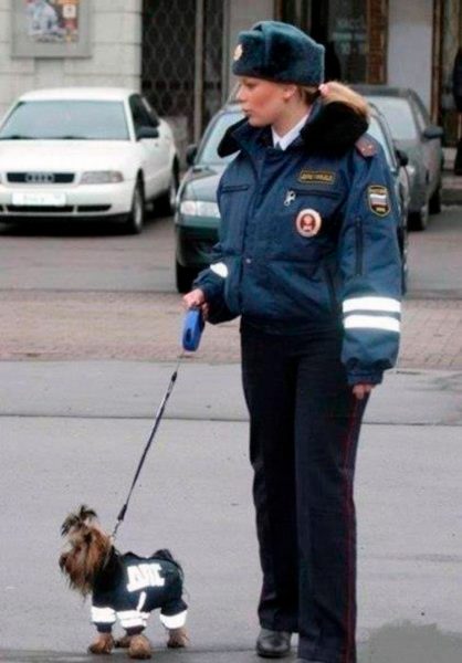 perro policia