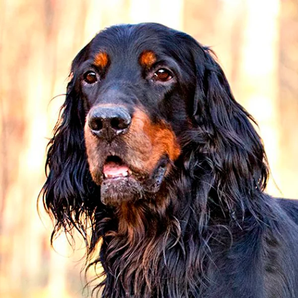 setter gordon raza perro thumbnail