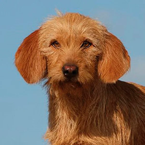 basset fauve de bretagne raza perro