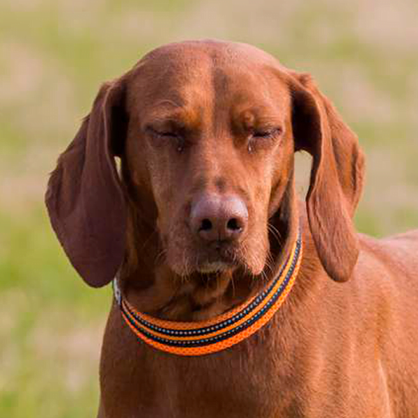 coonhound raza perro