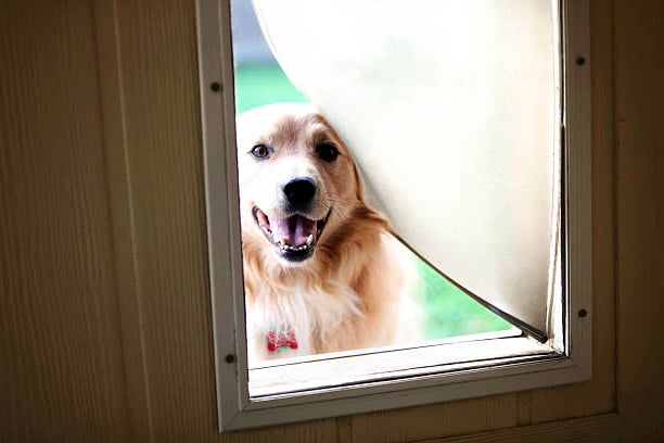 puerta para perros barata para que un perro adulto salga a orinar