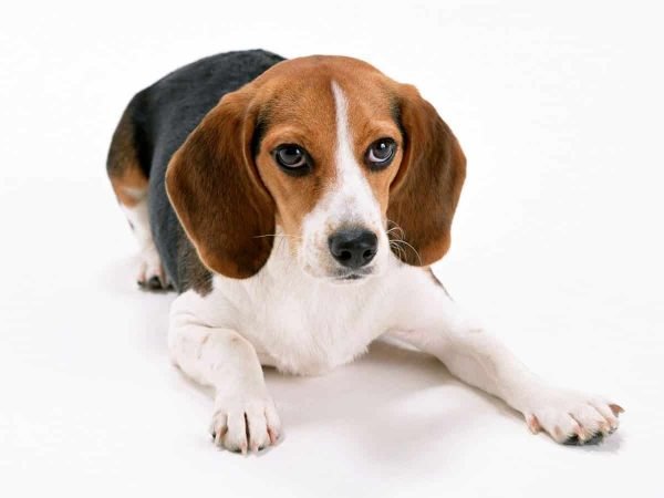beagle razas de perros pequeños de pelo corto