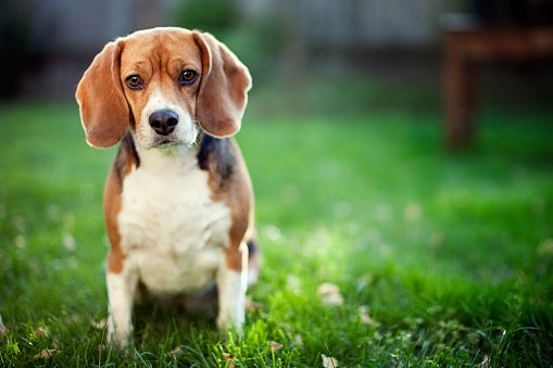 beagle razas de perros pequeños y medianos para niños