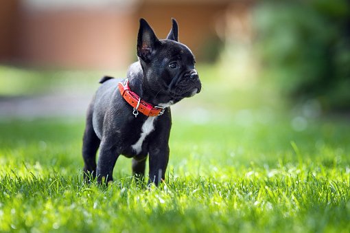 bulldog francés razas de perros pequeños bonitos