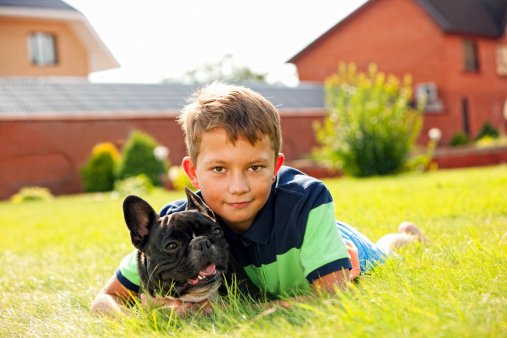 bulldog frances razas de perros pequeños para niños