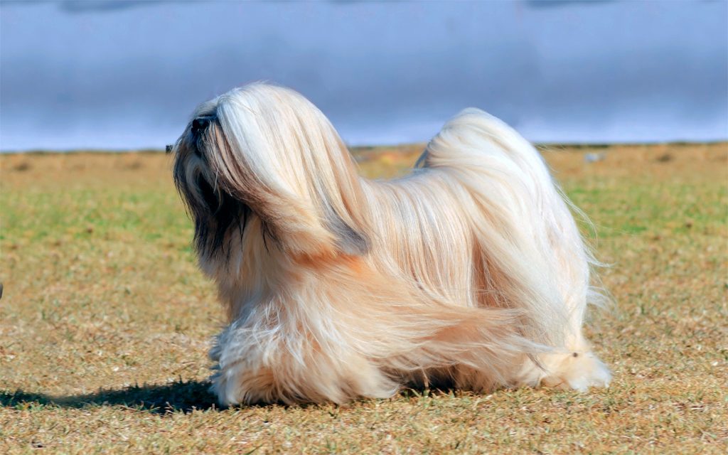 lhasa apso razas de perros pequenos de pelo largo