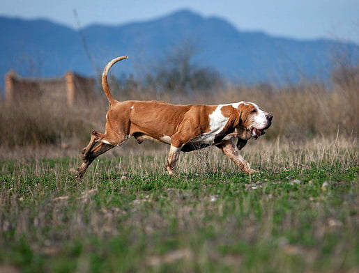 sabueso espanol razas de perros de caza