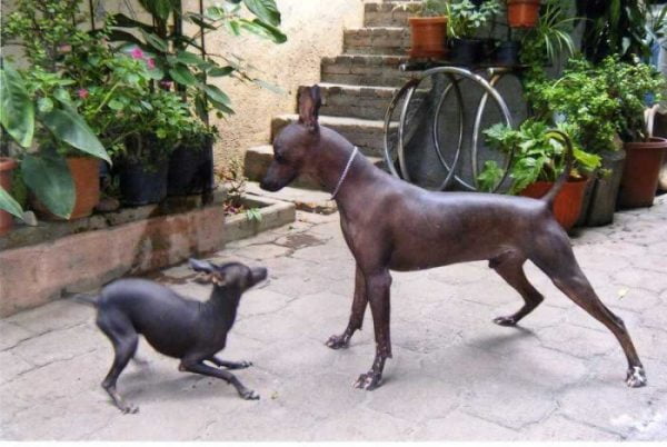 xoloitzcuintle perro sin pelo mexicano razas de perros pequeños de pelo corto