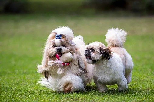 2 shih tzu jugando