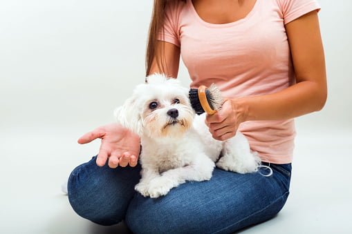 atractiva mujer joven cepillando el pelo de un perro
