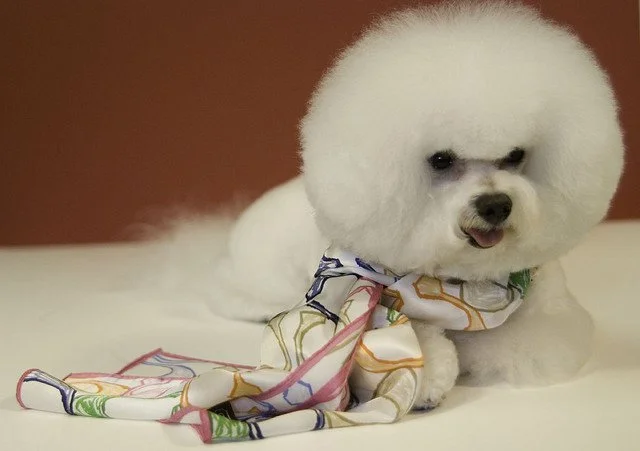 bichon frise con el característico corte bola de algodon que le hacen a esta raza de perros peludos