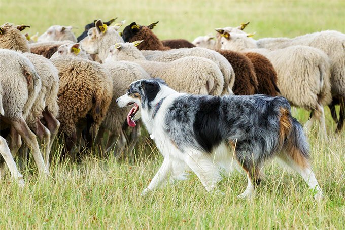 border collie pastoreando ovejas