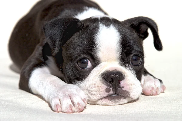 boston terrier razas de perros pequeños negros