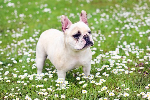 bulldog frances sobre césped con flores blancas
