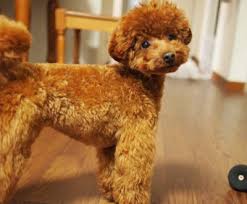 razas de perros pequeños caniche toy poodle toy