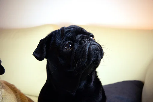 carlino pug negro