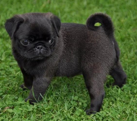 carlino pug razas de perros pequeños negros