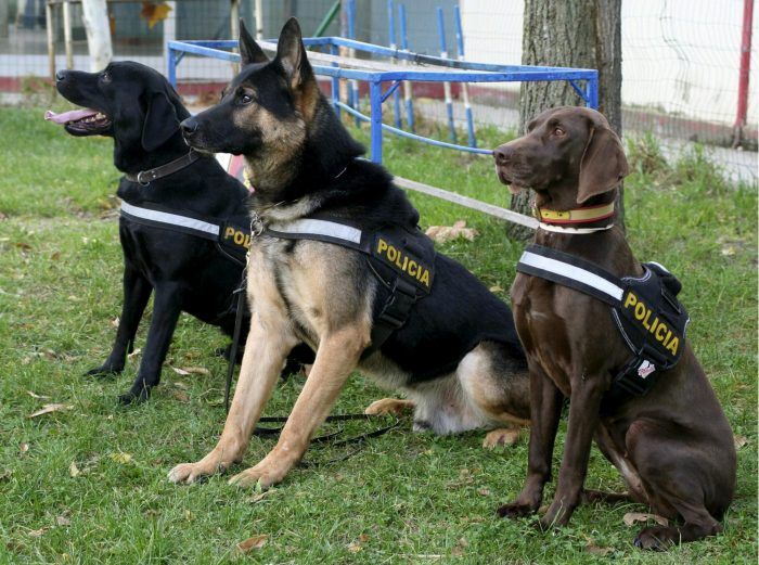 entrenamiento de perros policías