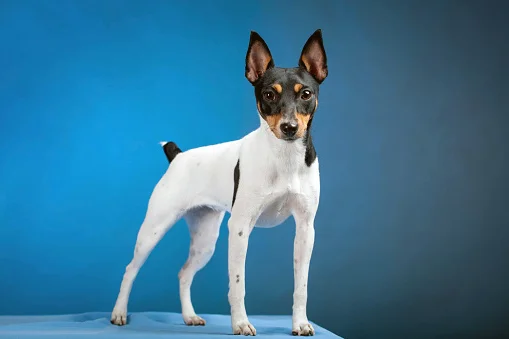 fox terrier toy