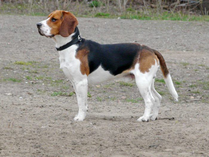 imagen de un beagle sobre arena