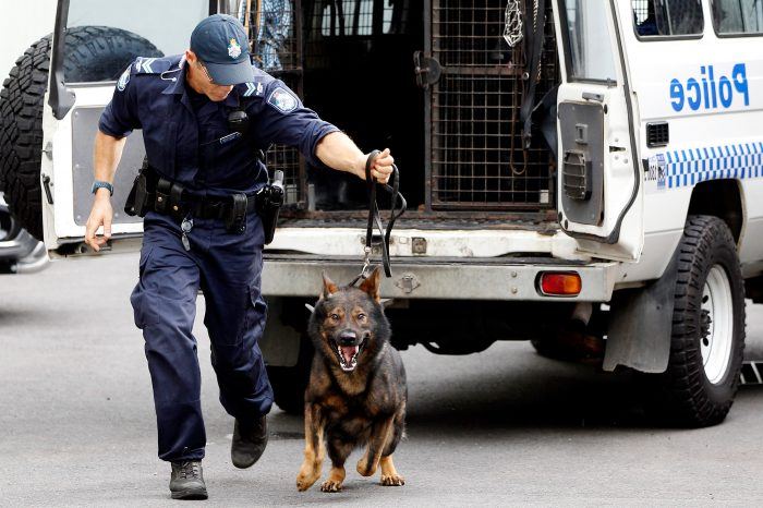 imagen de un perro policia en accion en un operativo urbano