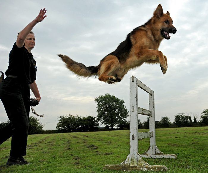 imagen del entrenamiento de un perro policía