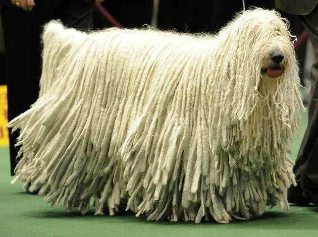 komondor