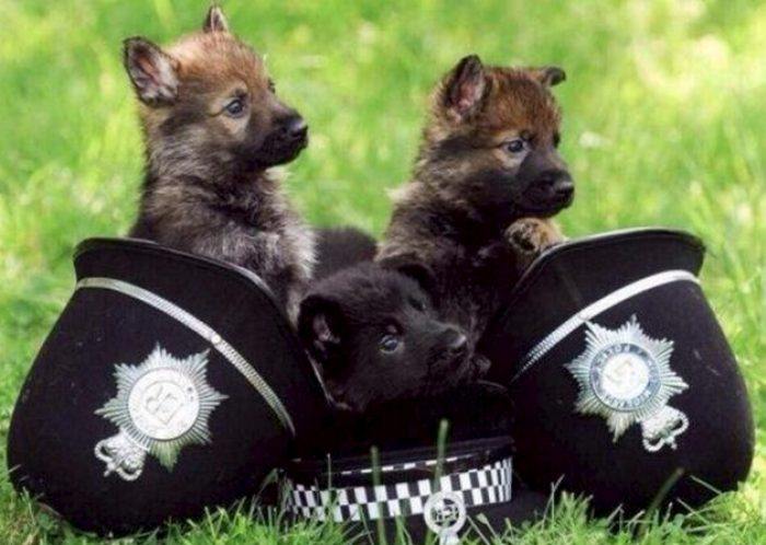 las mejores razas de perros policias