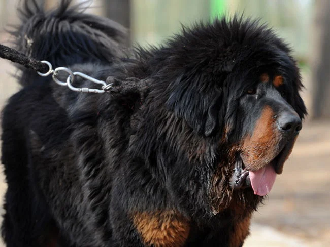 mastin tibetano
